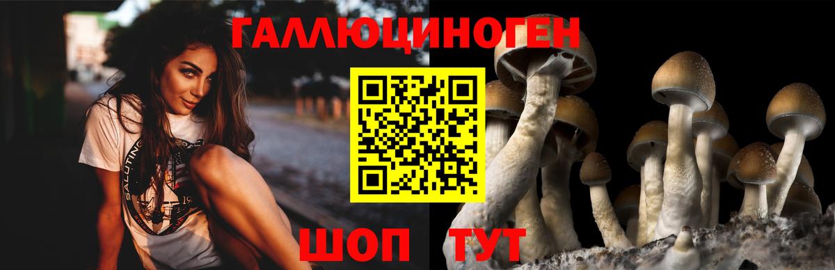 Тулун  Псилоцибиновые грибы прущие грибы  Вход с VPN 